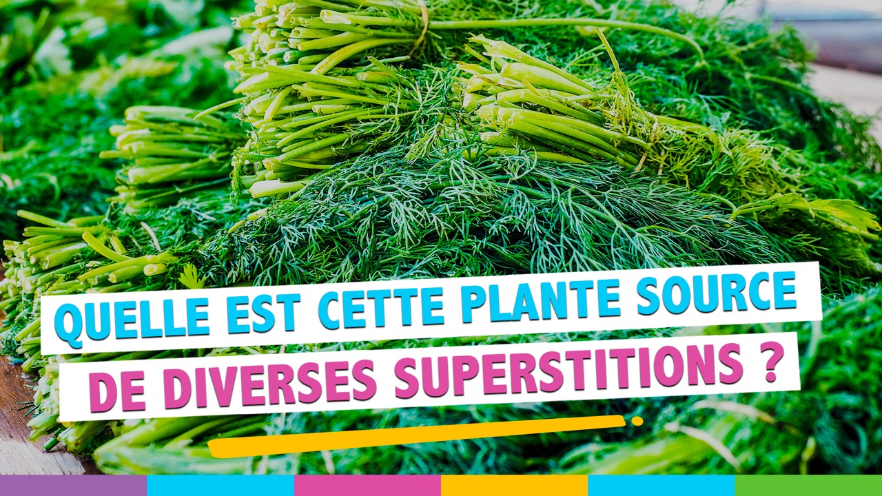 Aneth en arabe : Une plante aromatique qui vaut le détour !