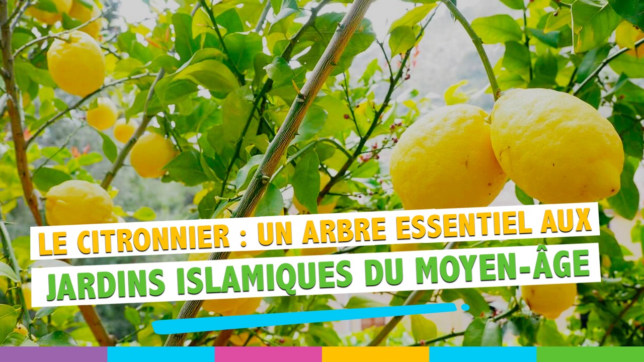 Citron en arabe : Un fruit originaire du Moyen-Orient