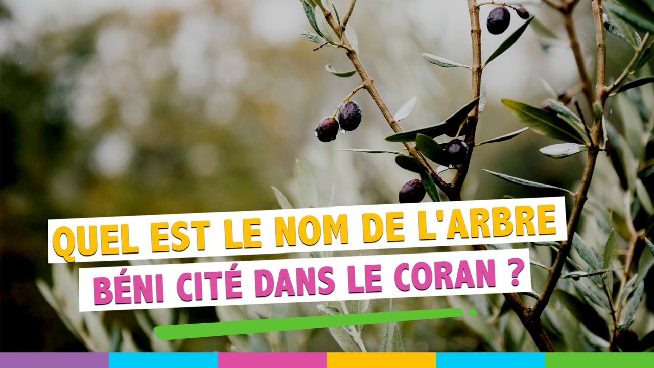 Huile d'olive en arabe : Une huile appréciée dans le monde entier