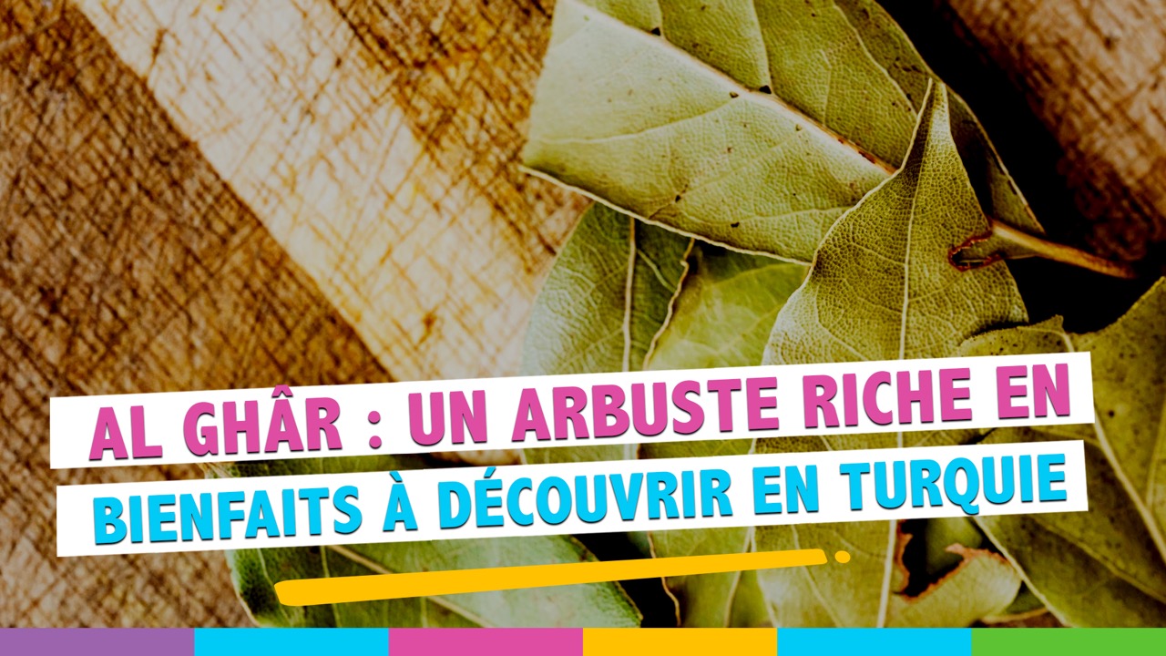 Laurier en arabe : Comment s'appelle cette plante riche en saveurs