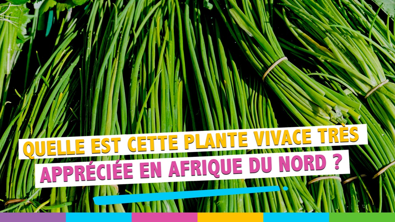 Ciboulette en arabe : Comment sappelle cette plante aromatique ?