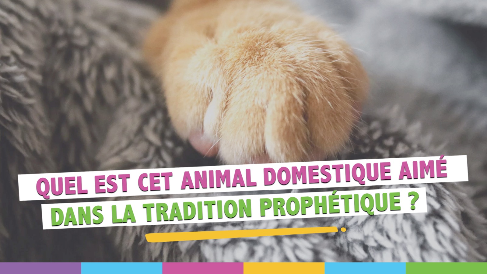 Le chat en Islam Pourquoi estil si bien apprécié