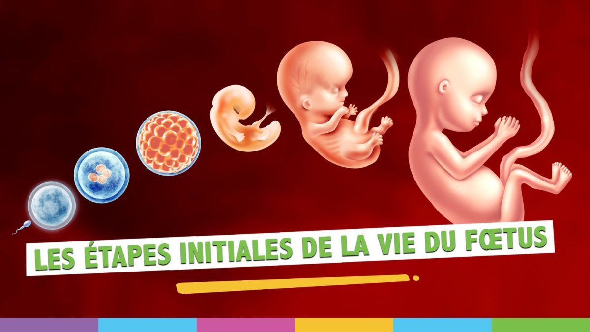 Quand commence la vie du foetus ?